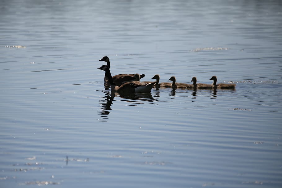 family-goose-ge-geese-nature-animal